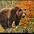 Ursus arctos - medvěd hnědý