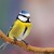 Sýkorka belasá-Parus caeruleus