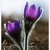 Pulsatilla grandis