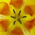 tulipancok