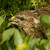 myšiak lesný (buteo buteo)