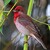 Carpodacus erythrinus /Červenák karmínový /Hýl rudý