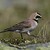 Eremophila alpestris /Uškárik vrchovský /Skřivan ouškatý