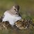 Calidris temminckii /Pobrežník sivý /Jespák šedý