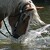 kůň ve vodě
