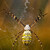 křižák pruhovaný (Argiope bruennichi)