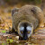 Žízeň - Common brown lemur