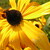 Rudbeckia