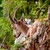 Kozorožec alpský (Capra ibex)