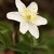 Sasanka hajní (Anemone nemorosa)