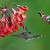 kolibřík mozaikový (Adelomyia melanogenys)