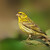 Zvonek zelený (Carduelis chloris)