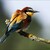 Merops apiaster