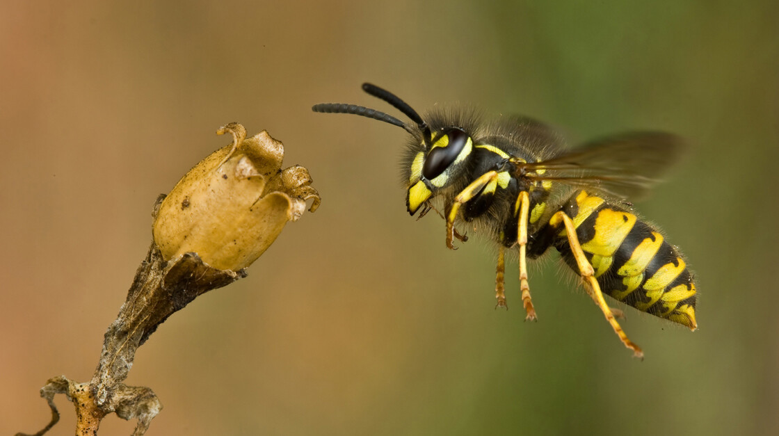 Звук осы. Оса в природе. Австралийская Оса. The Wasp. Оса в полете.