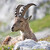 slovinska horska koza