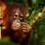 Orangutan | Borneo