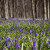 Bluebells