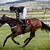 Punchestown Racecourse 2012 (IRELAND)