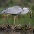 Ardea cinerea