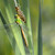 Anax imperator