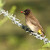 Bulbul zahradní (Pycnonotus barbatus)