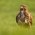 Myšiak lesný (Buteo Buteo)