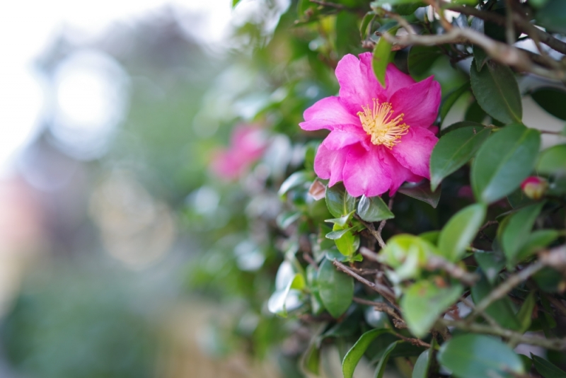 obr 9 | (C) Ricoh Imaging