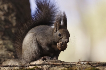 obr 7a | (C) Ricoh Imaging