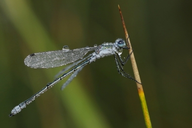 obr 8 | Vendy Felixová