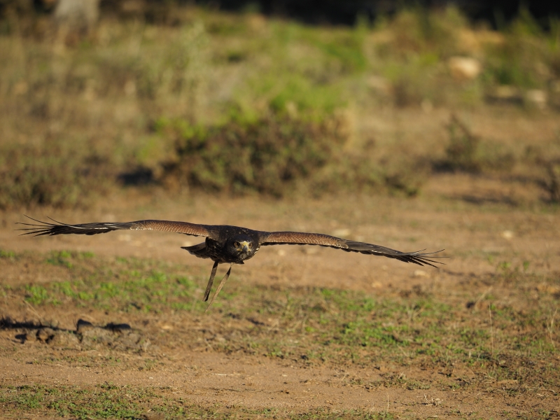 E-M1MarkII , OLYMPUS M.40-150mm F2.8, ISO 320, F2.8, 1/2500 s, 150.00 mm, WB Automatické | Jakub Súkeník | (C) Jakub Súkeník E-M1MarkII , OLYMPUS M.40-150mm F2.8, ISO 320, F2.8, 1/2500 s, 150.00 mm, WB Automatick?