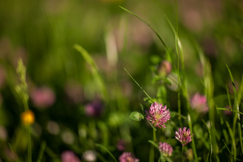 Canon EOS-1Ds Mark III, EF85mm f/1.2L II USM, 85.00 mm, F1.2, ISO 100, 1/4000 s, komp. exp. -2/3, Blesk: Ne, RAW v Adobe Photoshop Elements 14.0 (Windows) | © Jakub Súkeník Canon EOS-1Ds Mark III, EF85mm f/1.2L II USM, 85.00 mm, F1.2, ISO 100, 1/4000 s, komp. exp. -2/3, Blesk: Ne, RAW v Adobe Photoshop Elements 14.0 (Windows)