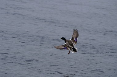 ISO: 100, 1/640 s, F5.6, objektiv FE 70-200mm F4 G OSS při 200.00 mm | © Petr Koritina ISO: 100, 1/640 s, F5.6, objektiv FE 70-200mm F4 G OSS p?i 200.00 mm