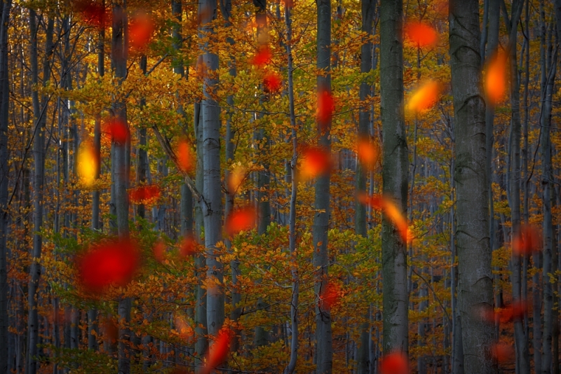 vítězná fotografie loňského ročníku: Listopadová -Tomáš Holub