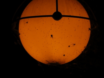 Canon PowerShot SX740 HS, Ohnisková vzdálenost: 172.00 mm, Clona: 6.9, Čas: 1/640 s, ISO: 100 | © Petr Koritina Canon PowerShot SX740 HS, Ohniskov? vzd?lenost: 172.00 mm, Clona: 6.9, ?as: 1/640 s, ISO: 100