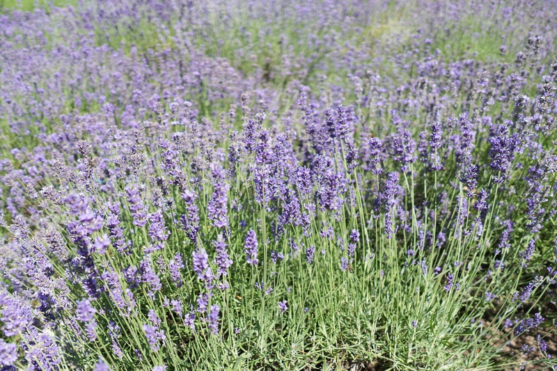 ILCE-6700, ISO: 100, 1/4000 s, F1.4, komp. exp. 0.30, JPEG | (c) Jakub Súkeník