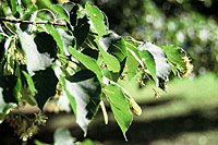 makro <i>180/5,6 f=80</i>