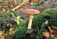 priorita clony f22 priorita clony f22