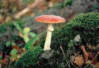 priorita clony f9 priorita clony f10