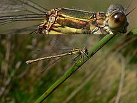 Makro (R) | Petr Koritina Makro (R)