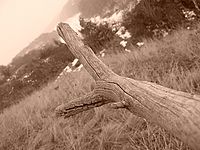 Sepie | Petr Koritina Sepie