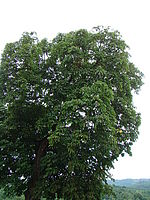 Náhled | © Petr Koritina Náhled