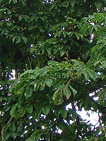 Výřez (R), 1/125 s, f/4.00, F/5.20 mm, ISO: 80 | © Petr Koritina Výřez (R), 1/125 s, f/4.00, F/5.20 mm, ISO: 80