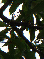 Výřez (R), 1/400 s, f/5.60, F/78.00 mm, ISO: 80 | © Petr Koritina Výřez (R), 1/400 s, f/5.60, F/78.00 mm, ISO: 80