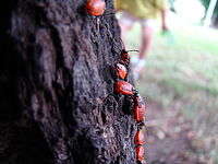 Náhled | © Petr Koritina Náhled