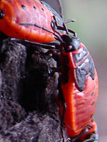 Výřez (R), 1/25 s, f/2.70, F/5.20 mm, ISO: 80 | © Petr Koritina Výřez (R), 1/25 s, f/2.70, F/5.20 mm, ISO: 80