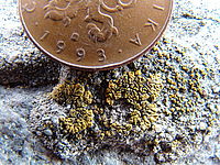 Náhled | © Petr Koritina Náhled