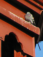 Výřez (R) 1/320 s,F4.3,ISO: 80,f 338 mm (35mm ekv.) | (c) Petr Koritina Výřez (R) 1/320 s,F4.3,ISO: 80,f 338 mm (35mm ekv.)