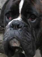 Výřez (R) 1/80 s,F4.0,ISO: 80,f 142 mm (35mm ekv.) | (c) Petr Koritina Výřez (R) 1/80 s,F4.0,ISO: 80,f 142 mm (35mm ekv.)