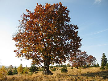 (R)Originál, 1/320 s,F4.0,ISO: 80,f 34 mm (35mm ekv.) | (c) Petr Koritina (R)Originál, 1/320 s,F4.0,ISO: 80,f 34 mm (35mm ekv.)