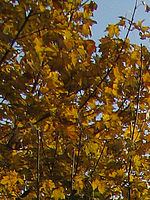 Výřez (R) 1/640 s,F4.0,ISO: 80,f 41 mm (35mm ekv.) | (c) Petr Koritina Výřez (R) 1/640 s,F4.0,ISO: 80,f 41 mm (35mm ekv.)